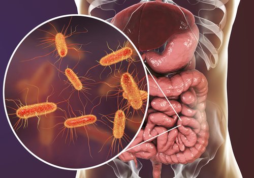 Как кишечные бактерии помогают пищеварению?